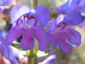 Penstemon cyananthus subglaber (4045123439).jpg