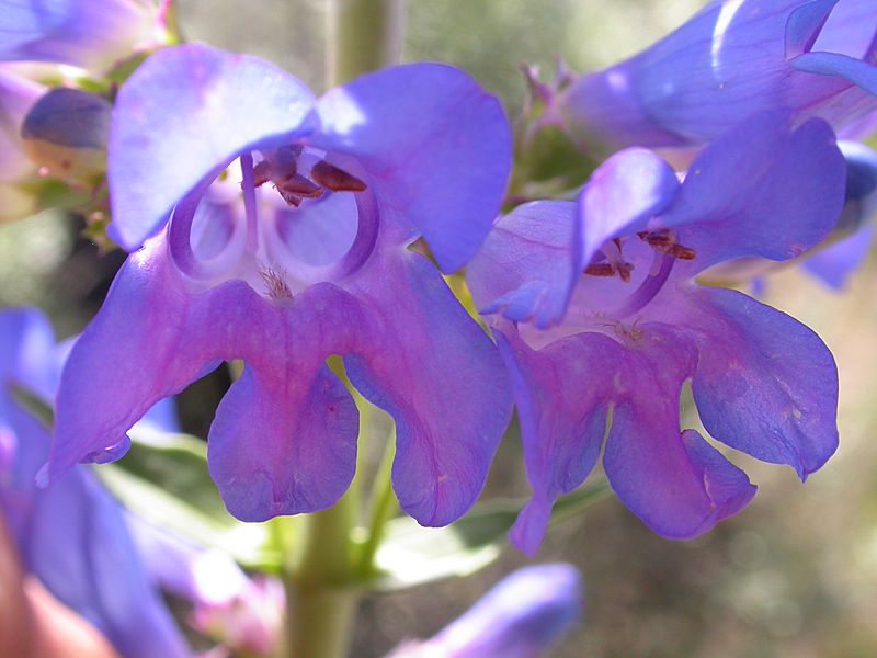 Penstemon cyananthus subglaber (4045123439)