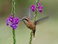 Phaethornis striigularis