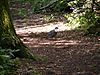 Pigeon in Furzefield Wood
