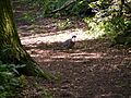 Pigeon in Furzefield Wood - geograph.org.uk - 1417896
