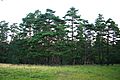 Pinus sylvestris hamata Babugan
