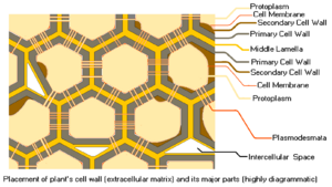 Plant Cell Wall