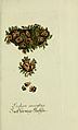 Plantarum indigenarum et exoticarum icones ad vivum coloratae, oder, Sammlung nach der Natur gemalter Abbildungen inn- und ausländlischer Pflanzen, für Liebhaber und Beflissene der Botanik (15904322507)