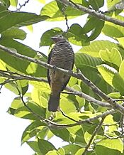 Porphyrolaema porphyrolaema - Purple-throated cotinga (female).JPG