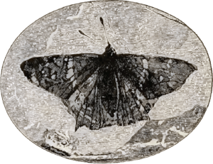 Prodryas