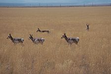 Pronghorn in Catlow Valley, Oregon