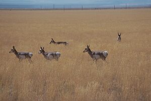 Pronghorn in Catlow Valley, Oregon