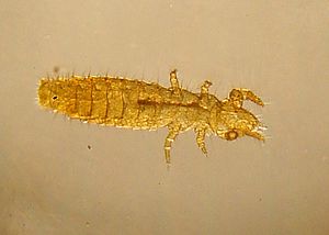 Entognatha Facts for Kids