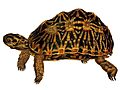 Psammobates geometricus 1872