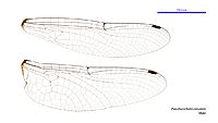 Pseudocordulia circularis male wings (34249226943)