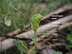 Pterostylis metcalfei (labelled).001