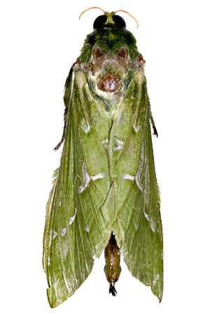 Puriri Moth male