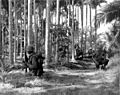 Queen's Cobras Conduct a Search and Sweep Mission in Phuoc Tho, 11-67 2