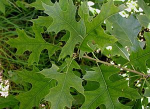 Quercus-palustris