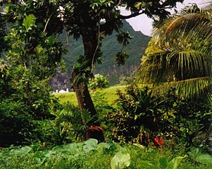 Rainforest Fatu Hiva