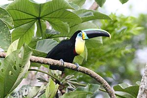 Ramphastos vitellinus citreolaemus.jpg