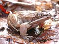 Rana sylvatica
