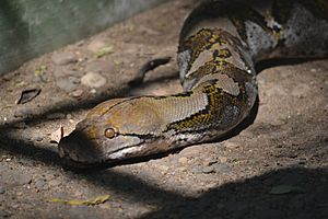 Reticulated-python