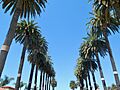 SB AmbassadorParkPalms 20140909