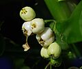 Scaevola taccada fruit
