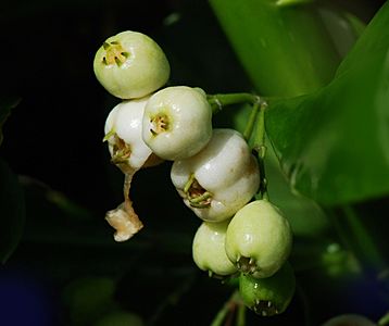 Scaevola taccada fruit