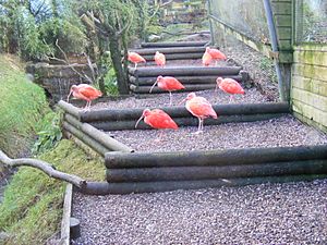 Scarlet Ibises