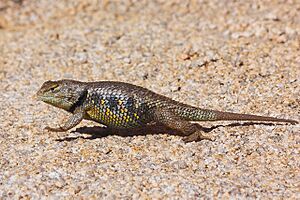 Sceloporus uniformis (male)
