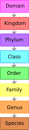 The hierarchy of scientific classification