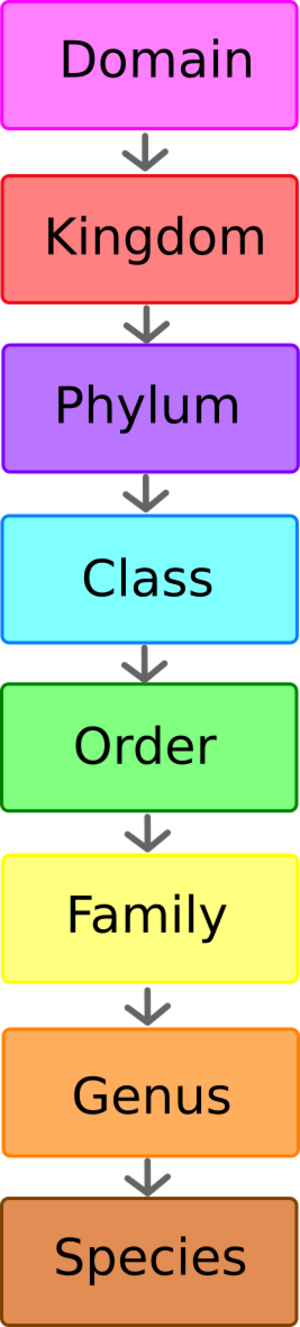 Scientific classification