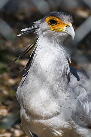 Secretary Bird (4449193472)