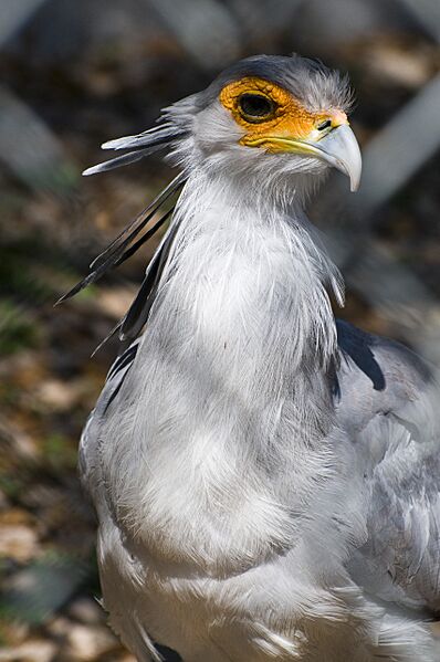Secretary Bird (4449193472)
