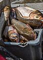 Silver carp