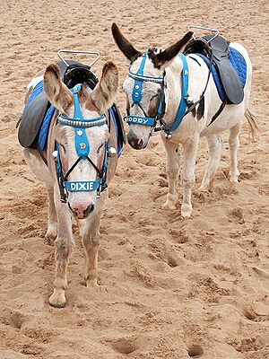 Skegness4web