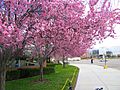 Spring Blossom Broncos Stadium