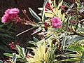 Starr-090617-0851-Nerium oleander-flowers and variegated leaves-Ulumalu Haiku-Maui (24669336630)