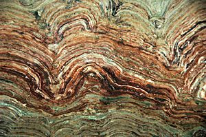 Stromatolites, Belt Supergroup, Glacier National Park
