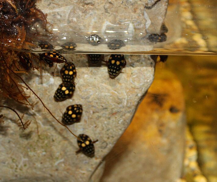 Sunburst Diving Beetle 049