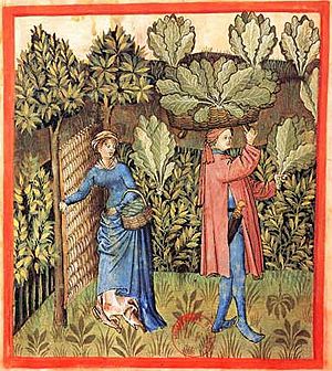 Tacuinum Sanitatis-cabbage harvest