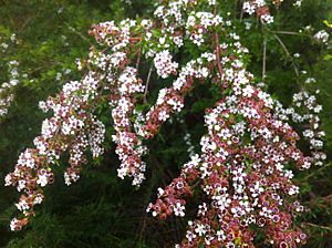 Taxandria spathulata flowers.jpg