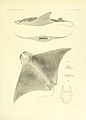 The Plagiostomia (Plate 38) (6001273001)