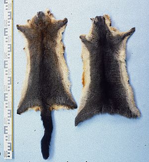 Trichosurus vulpecula (New Zealand) fur skin