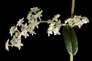 Trymalium odoratissimum subsp. odoratissimum - Flickr - Kevin Thiele.jpg