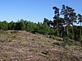 Tumulus in Tunstall Forest - geograph.org.uk - 420871