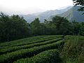 VM 5278 Muyu hills tea fields