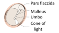 View-normal-tympanic-membrane