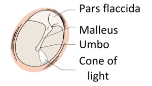 View-normal-tympanic-membrane