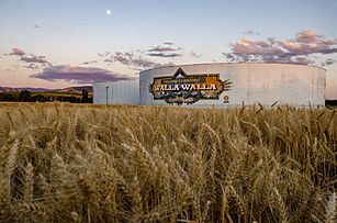 Wheat Field in Walla Walla, Washington, 2018