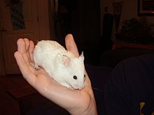 White Hamster