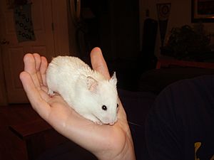 White Hamster